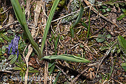 Ranunculus kuepferi (F298338) Ranunculus kuepferi (F298338)