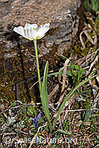 Ranunculus kuepferi (18.06.2025, F298339)