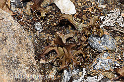 Cetraria islandica (F298346)