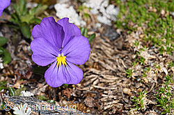 Viola calcarata (F298357) Viola calcarata (F298357)