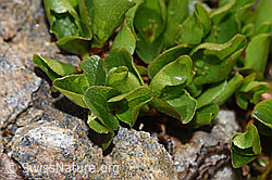 Salix herbacea (F298360) Salix herbacea (F298360)