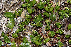 Salix herbacea (F298363) Salix herbacea (F298363)