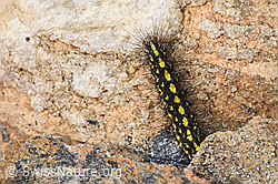 Setina aurita (F298365)