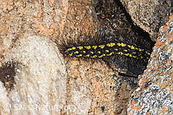 Setina aurita (F298367)