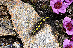 Setina aurita (F298370)