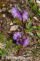 Soldanella alpina (18.06.2025, F298372)