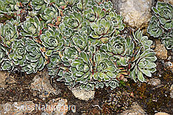 Saxifraga paniculata (F298378) Saxifraga paniculata (F298378)