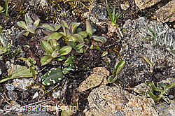 Cicindela gallica (F298380) Cicindela gallica (F298380)