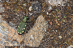 Cicindela gallica (F298382) Cicindela gallica (F298382)