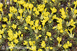 F298386: Goldprimel (Androsace vitaliana)
