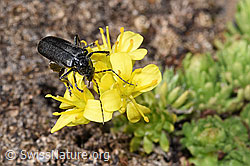 Cantharis tristis on Draba hoppeana (F298389) Cantharis tristis on Draba hoppeana (F298389)