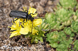 Draba hoppeana