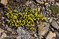 F298395: Goldprimel (Androsace vitaliana)