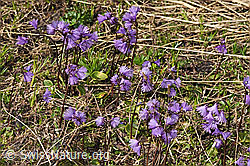 Soldanella alpina (F298396)