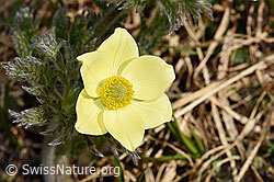 Pulsatilla alpina ssp. apiifolia (18.06.2025, F298397)