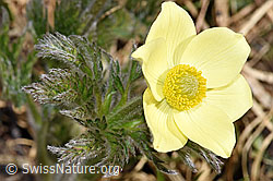 F298398: Schwefel-Anemone (Pulsatilla alpina ssp. apiifolia)