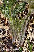 F298399: Schwefel-Anemone (Pulsatilla alpina ssp. apiifolia)