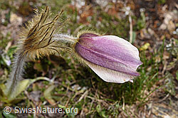Pulsatilla vernalis (18.06.2025, F298402)