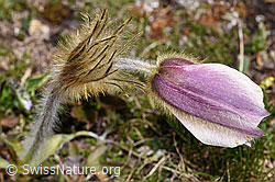 F298403: Frühlings-Anemone (Pulsatilla vernalis)