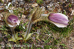 F298406: Frühlings-Anemone (Pulsatilla vernalis)