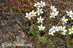 Saxifraga androsacea (18.06.2025, F298419)