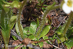 Saxifraga androsacea (F298421) Saxifraga androsacea (F298421)