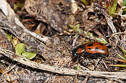 Gonioctena nivosa (F298425) Gonioctena nivosa (F298425)