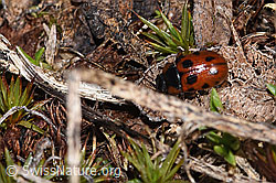 Gonioctena nivosa (F298427) Gonioctena nivosa (F298427)