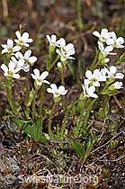 Saxifraga androsacea (F298431) Saxifraga androsacea (F298431)