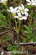 Saxifraga androsacea (18.06.2025, F298434)