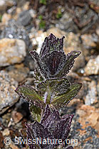 Bartsia alpina (18.06.2025, F298448)