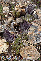 Bartsia alpina (F298449) Bartsia alpina (F298449)