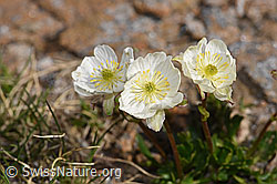 Ranunculus alpestris (18.06.2025, F298451)