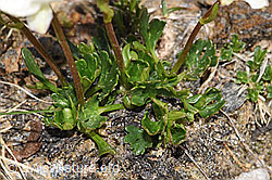 F298452: Alpen-Hahnenfuss (Ranunculus alpestris)