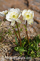 Ranunculus alpestris (18.06.2025, F298453)