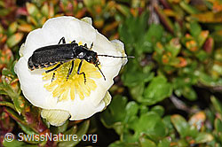 Blüten des Alpen Hahnenfuss