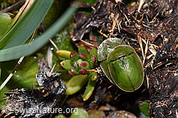 Cassida rubiginosa (18.06.2025, F298470)