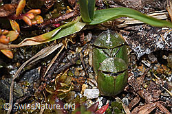 Cassida rubiginosa (F298472)