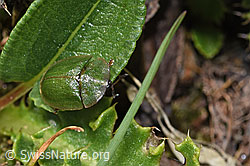 Cassida rubiginosa (F298483)