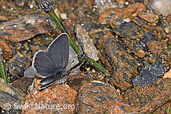 Cupido minimus (F298495) Cupido minimus (F298495)