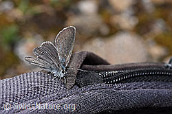 Cupido minimus (F298505) Cupido minimus (F298505)