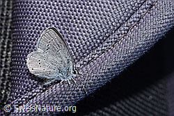 Cupido minimus (F298507) Cupido minimus (F298507)