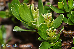 Salix retusa (F298536) Salix retusa (F298536)