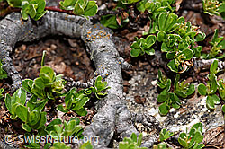 Salix retusa (F298553) Salix retusa (F298553)