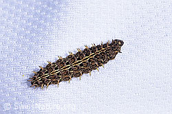 Boloria pales (F298559) Boloria pales (F298559)