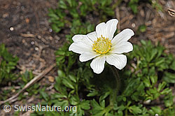 Anemone baldensis (F298580) Anemone baldensis (F298580)