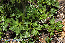 Anemone baldensis (F298581) Anemone baldensis (F298581)
