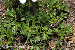 Anemone baldensis (F298582) Anemone baldensis (F298582)