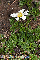 Anemone baldensis (F298584) Anemone baldensis (F298584)