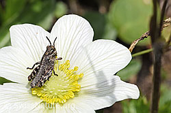 Blüte der Monte Baldo-Anemone